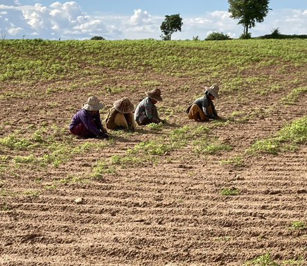 Collaboration with Farmers